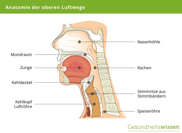 Aphonie und Heiserkeit: Traumatische Erfahrungen als mögliche Ursache für Stimmprobleme