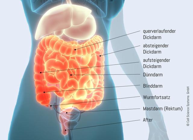 Effektive Behandlungsansätze für Darmentzündungen
