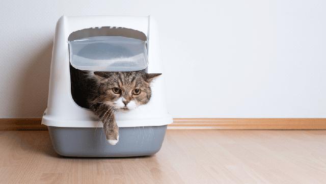 Ab wann ist fehlender Stuhlgang bei Katzen ein Problem? Ab wann ist fehlender Stuhlgang bei Katzen ein Problem?