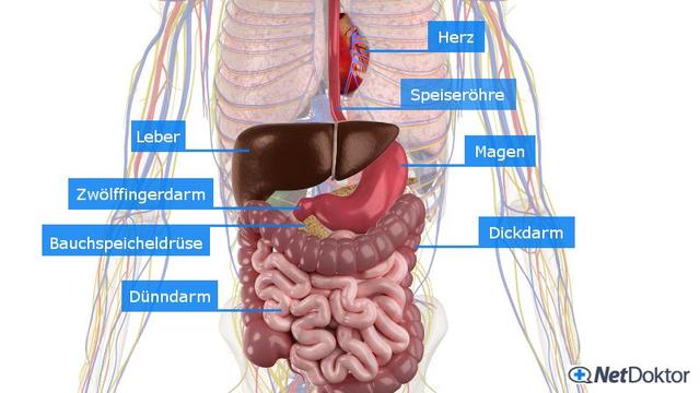 Magenkrämpfe bekämpfen: Wirksame Methoden zur Schmerzlinderung
