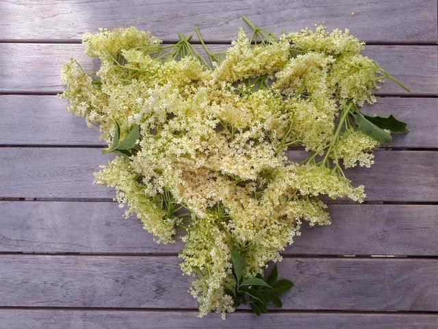 Sommerliche Erfrischung: Holunderblütensirup in nur wenigen Schritten selbst gemacht Sommerliche Erfrischung: Holunderblütensirup in nur wenigen Schritten selbst gemacht
