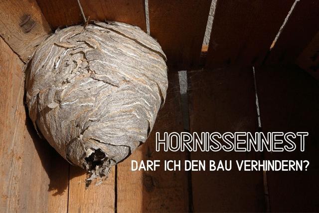 Wann sollten Sie auf den Bau eines Hornissennests vorbereitet sein? Wann sollten Sie auf den Bau eines Hornissennests vorbereitet sein?