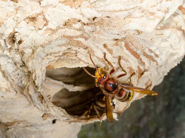 Der richtige Zeitpunkt: Wann beginnen Hornissen mit dem Nestbau?