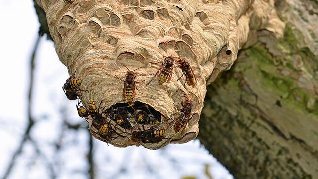 Hornissennest: Zu welcher Jahreszeit wird es gebaut?