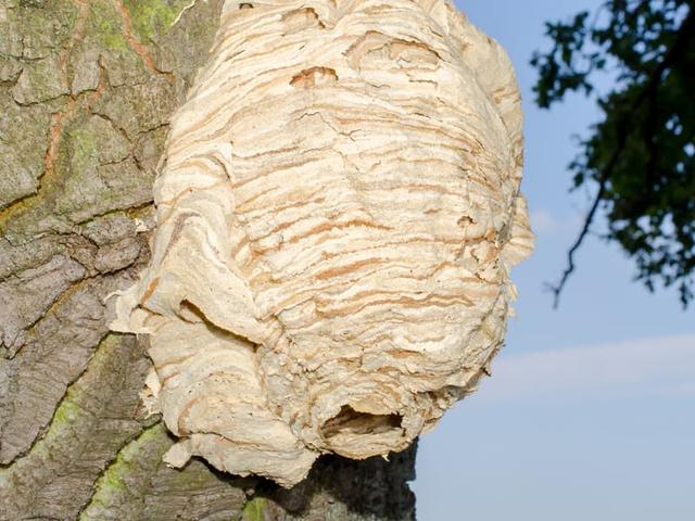 Der Nestbau der Hornissen: Zu welcher Zeit können Sie damit rechnen?