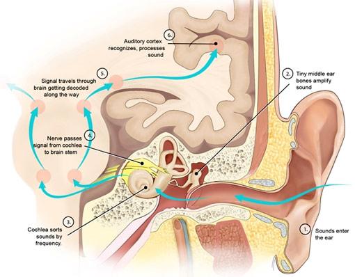 Wie kann man einen Hörsturz behandeln? Tipps und Empfehlungen Wie kann man einen Hörsturz behandeln? Tipps und Empfehlungen