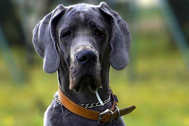 Von einem nassen Hund zum nächsten: Wie man mit einem "Wasserhahn-Hund" umgeht Von einem nassen Hund zum nächsten: Wie man mit einem "Wasserhahn-Hund" umgeht