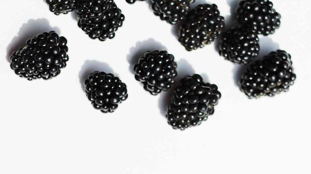 Vorsicht bei unreifen Brombeeren! Tipps für die Fütterung an deinen Hund