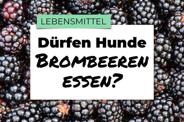 Gesunde Leckerbissen: Warum Brombeeren gut für deinen Hund sind
