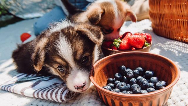 Giftige Obstsorten für Hunde: Welche Beeren darf dein Vierbeiner essen?