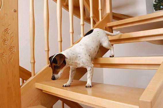 DIY-Treppenhilfe für Hunde: Bauanleitung und Materialtipps DIY-Treppenhilfe für Hunde: Bauanleitung und Materialtipps