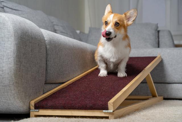 Hundetreppen selber bauen: So schaffen Sie eine sichere Aufstiegshilfe Hundetreppen selber bauen: So schaffen Sie eine sichere Aufstiegshilfe