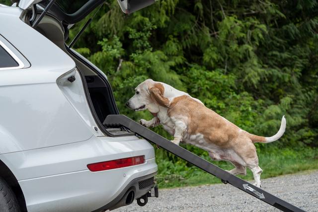 Stabile Hunderampe selbst bauen - Tipps und Beispiele Stabile Hunderampe selbst bauen - Tipps und Beispiele