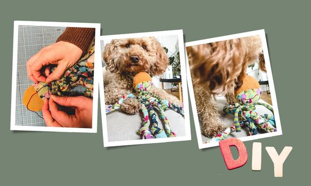 Upcycling für Hunde: Alte Socken und Unterwäsche als Hundewindeln nutzen Upcycling für Hunde: Alte Socken und Unterwäsche als Hundewindeln nutzen