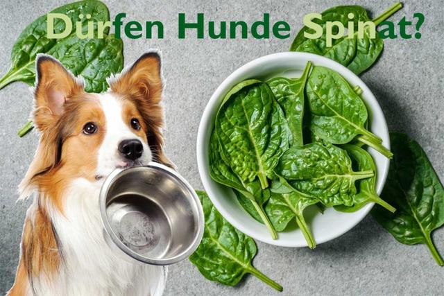 Oxalsäure im Blick: Wie viel Spinat dürfen Hunde essen?