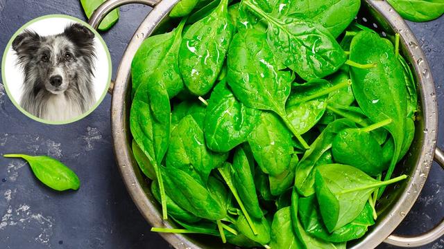 Gesundes grünes Blattgemüse für Hunde: Der Spinat-Ratgeber