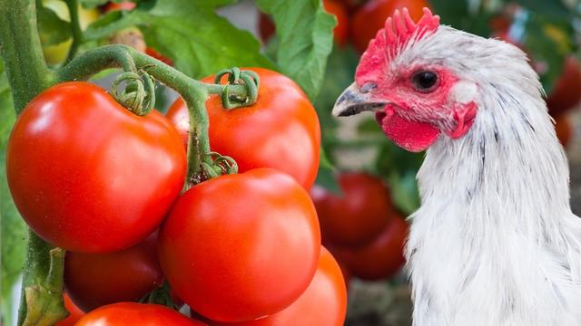 Die richtige Menge an Tomaten für Hühner: Tipps und Empfehlungen