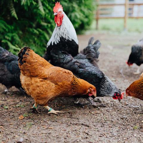 Vorsicht bei grünen Tomaten! Warum sie für Hühner giftig sind