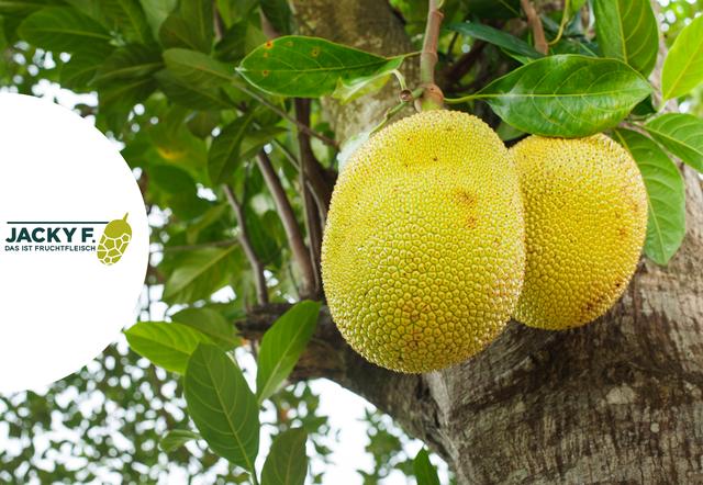 1. Jackfruit: Die größte Baumfrucht der Welt und ihre Besonderheiten