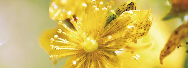 Jarsin vs. Laif: Ein Blick auf die Unterschiede und Gemeinsamkeiten der beiden Johanniskrautpräparate Jarsin vs. Laif: Ein Blick auf die Unterschiede und Gemeinsamkeiten der beiden Johanniskrautpräparate