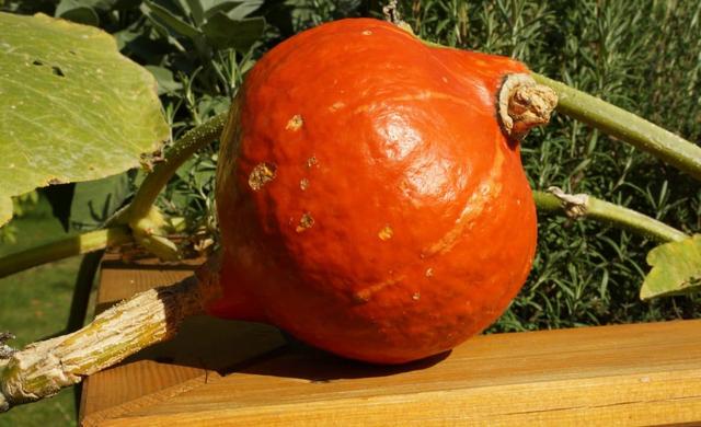 Giftigkeit von selbst gezogenem Hokkaido Kürbis aus Kernen: Was Sie wissen sollten