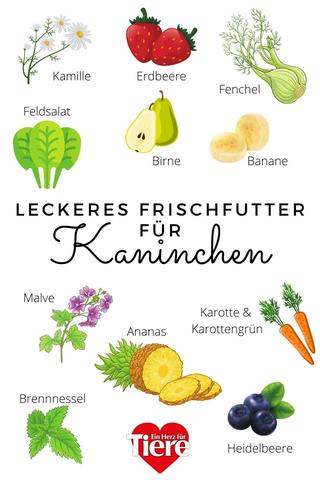 Artgerechte Fütterung von Kaninchen: Was sollten sie fressen und was vermeiden? Artgerechte Fütterung von Kaninchen: Was sollten sie fressen und was vermeiden?