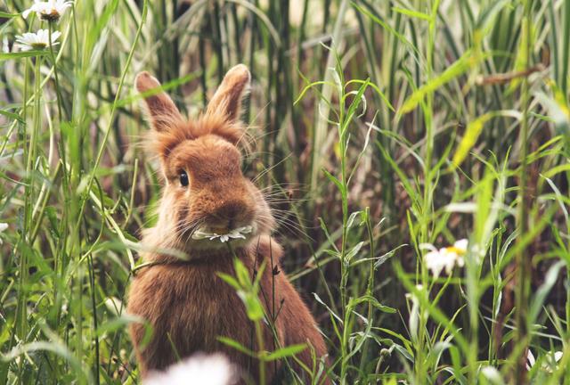 Gesunde Ernährung für Kaninchen: Was ist erlaubt und was tabu? Gesunde Ernährung für Kaninchen: Was ist erlaubt und was tabu?