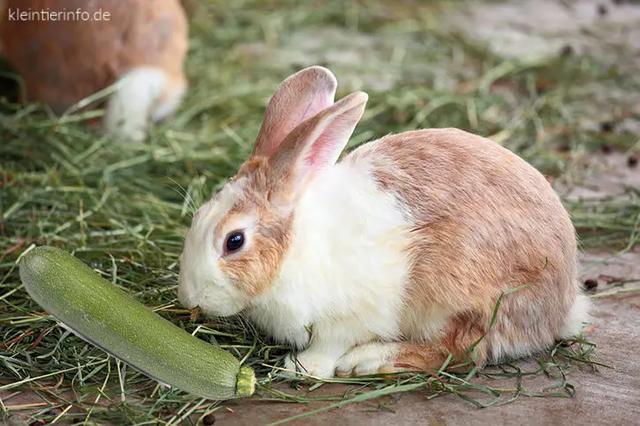 Können Kaninchen Zucchini essen? Alles, was du wissen musst Können Kaninchen Zucchini essen? Alles, was du wissen musst