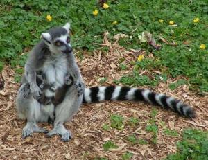 Katta-Männchen King Julien: Eine faszinierende Kreatur im Tierpark Berlin Katta-Männchen King Julien: Eine faszinierende Kreatur im Tierpark Berlin