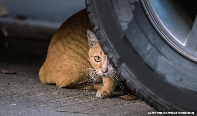 Unfall mit einer Katze: Wer zahlt Tierarztkosten und Schaden am Auto?