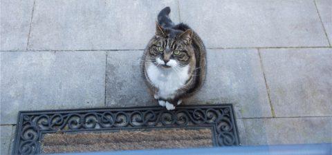 Rechtliche Aspekte: Was tun, wenn dir eine Katze zugelaufen ist?