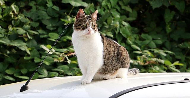 Verantwortungsvoller Umgang mit einer zugelaufenen Katze