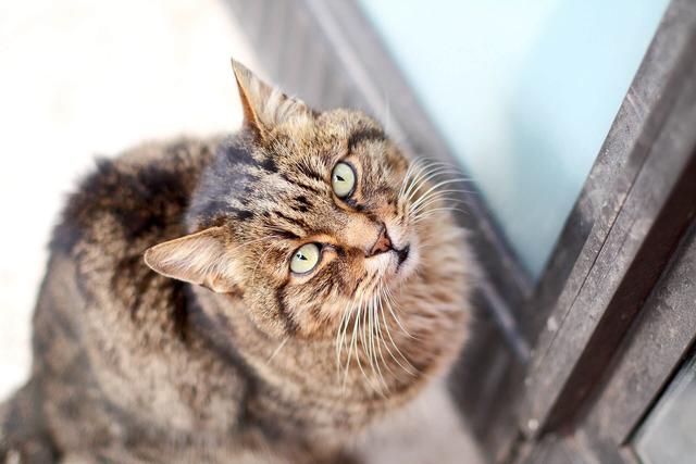 Hilfe! Eine fremde Katze ist bei mir aufgetaucht - was nun?