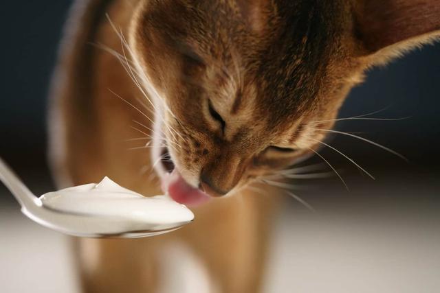 Laktoseintoleranz bei Katzen: Welchen Joghurt dürfen sie essen?