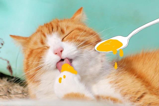 Welcher Joghurt ist für Katzen geeignet?