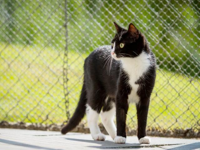 Sicherer Freigang für deine Katze: Bau dein eigenes Katzengehege Sicherer Freigang für deine Katze: Bau dein eigenes Katzengehege