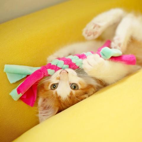 Spielideen für Katzen: Selbstgemachtes Spielzeug zum Nachbasteln Spielideen für Katzen: Selbstgemachtes Spielzeug zum Nachbasteln