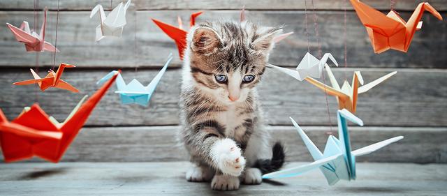 DIY-Katzenspielzeug: Einfache Ideen zum Selbermachen DIY-Katzenspielzeug: Einfache Ideen zum Selbermachen