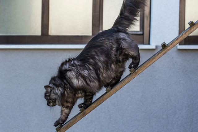So können Sie eine individuelle Katzenleiter selber machen So können Sie eine individuelle Katzenleiter selber machen
