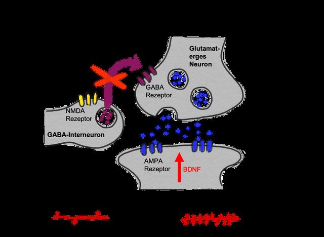 Neue Erkenntnisse: Antidepressive Wirkung von Ketamin untersucht Neue Erkenntnisse: Antidepressive Wirkung von Ketamin untersucht