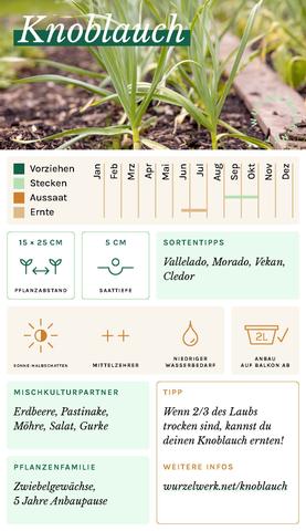 Erfolgreicher Knoblauchanbau im Herbst: Wichtige Termine beachten Erfolgreicher Knoblauchanbau im Herbst: Wichtige Termine beachten