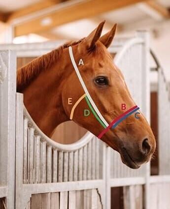 Selbstgemachtes Knotenhalfter: Wie du es richtig anfertigst