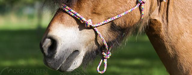 Kreativ werden: Knotenhalfter DIY - Gestalte dein eigenes Halfter