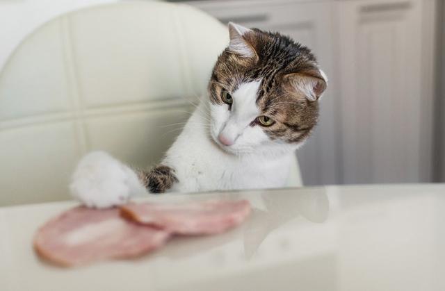 Gesundheitsrisiko oder leckerer Snack? Kann man Katzen Kochschinken geben? Gesundheitsrisiko oder leckerer Snack? Kann man Katzen Kochschinken geben?