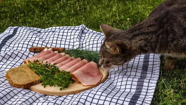 Ist Kochschinken für Katzen geeignet? Erfahre, ob sie es essen dürfen. Ist Kochschinken für Katzen geeignet? Erfahre, ob sie es essen dürfen.