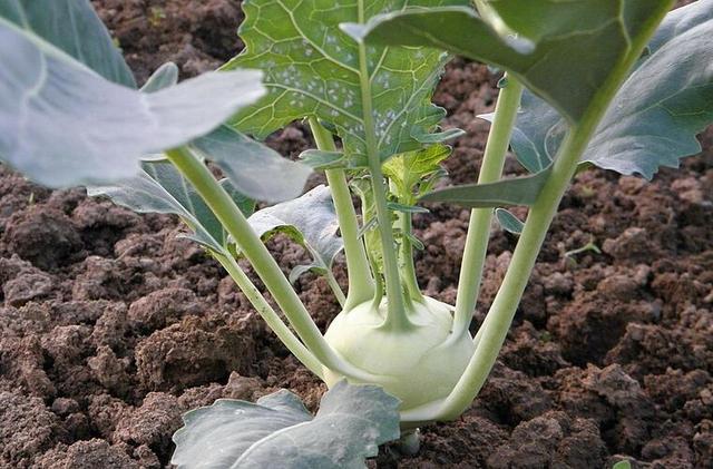 Die perfekte Zeit zum Ernten von Kohlrabi: Was du beachten solltest
