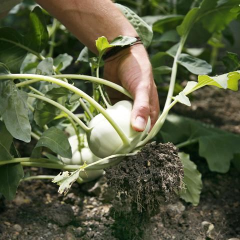 Wann sind Kohlrabi-Knollen erntereif? Ein Leitfaden zur richtigen Erntezeit