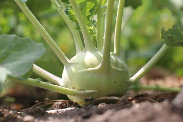 Die optimale Erntezeit für Kohlrabi: Wie du den richtigen Moment nicht verpasst