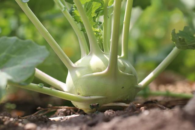 Wann sollte man Kohlrabi ernten? Tipps zur optimalen Erntezeit