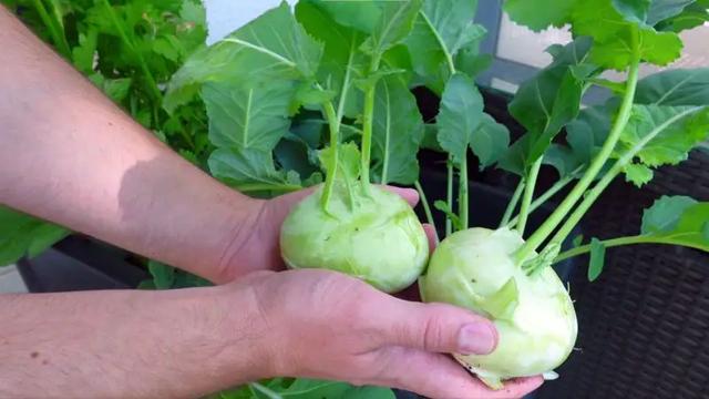 Kohlrabi richtig ernten: Tipps und Tricks für den besten Zeitpunkt
